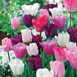 Monet's Garden Tulip Mixture Seeds